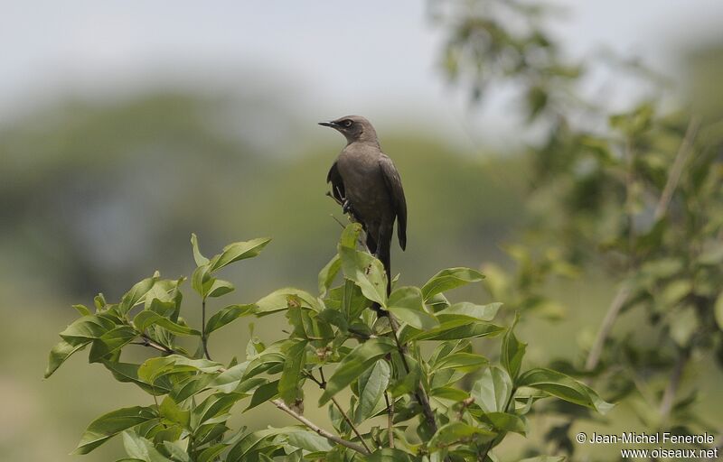 Ashy Starling