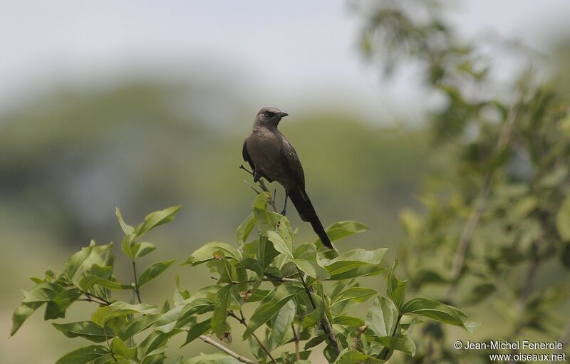 Ashy Starling