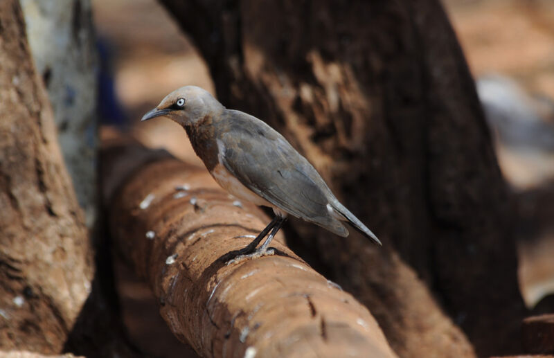 Fischer's Starling