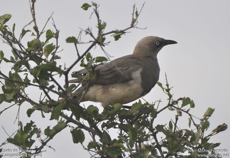 Fischer's Starling