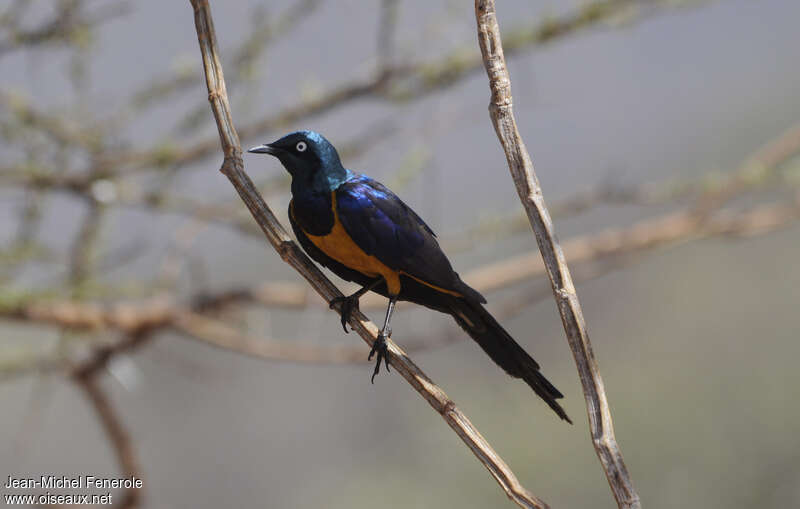 Golden-breasted Starlingadult