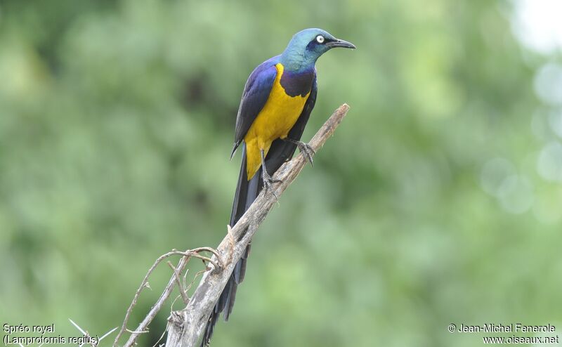 Golden-breasted Starling