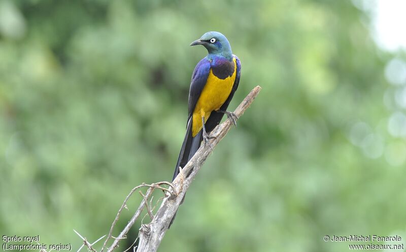 Golden-breasted Starling