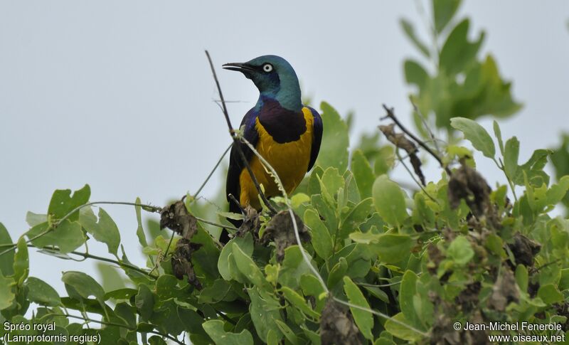 Golden-breasted Starling