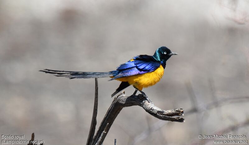 Golden-breasted Starling