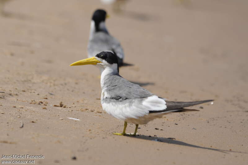 Large-billed Ternadult, identification