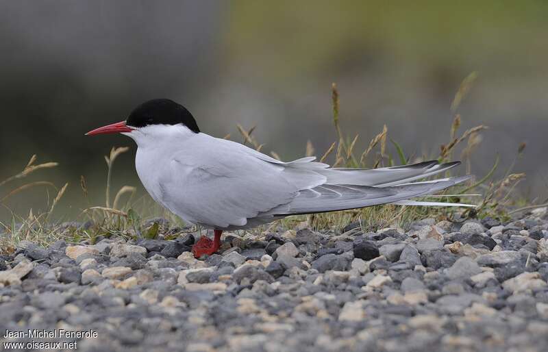 Sterne arctiqueadulte, identification