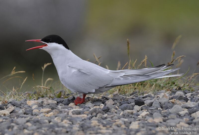 Arctic Tern