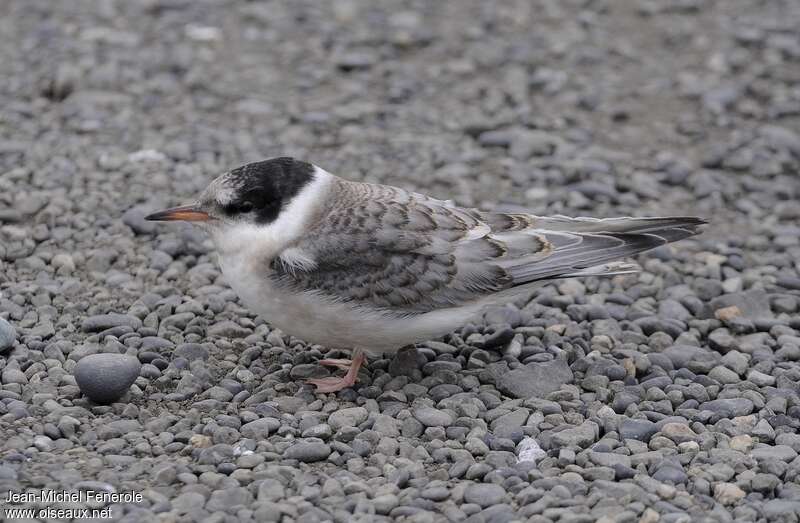 Sterne arctiquejuvénile, identification