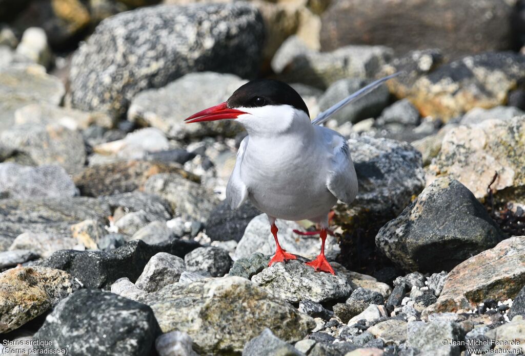 Arctic Tern