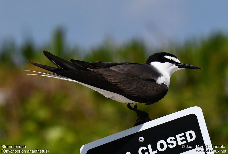 Bridled Tern