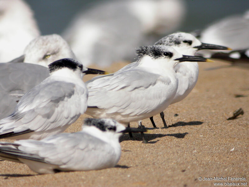 Sandwich Tern