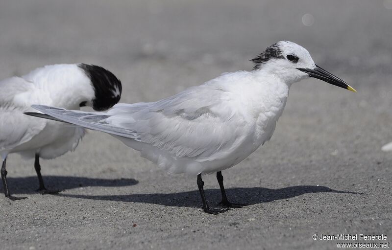 Sandwich Tern