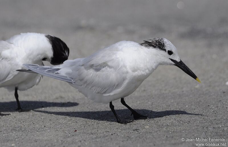 Sandwich Tern