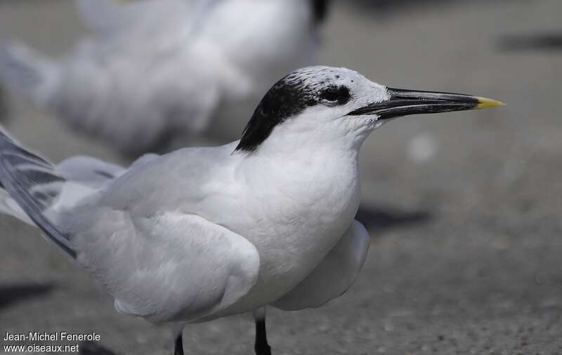 Sandwich Ternadult post breeding, close-up portrait