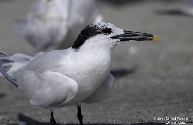 Sandwich Tern