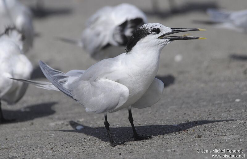 Sandwich Tern