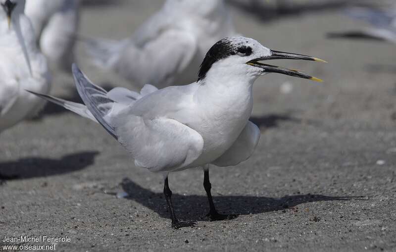 Sandwich Tern, identification