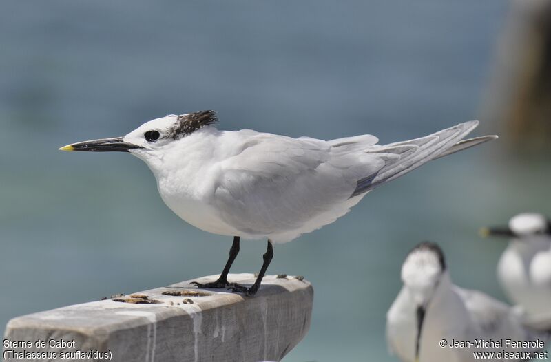 Cabot's Tern