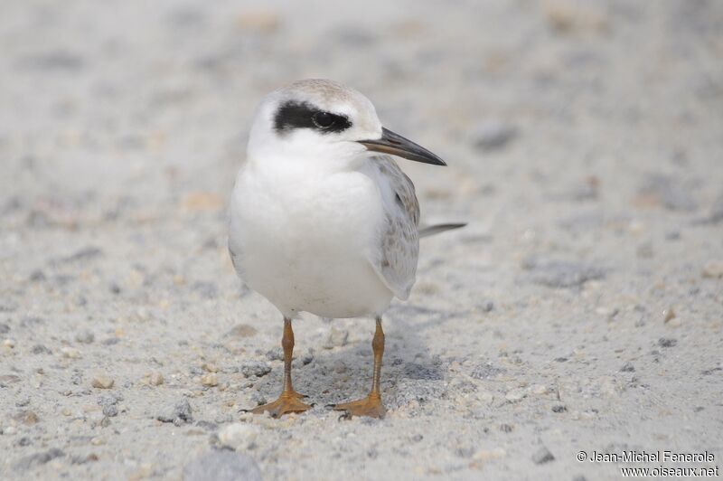 Forster's Ternjuvenile