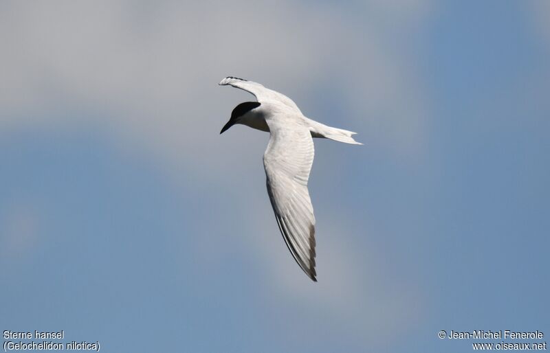 Gull-billed Tern