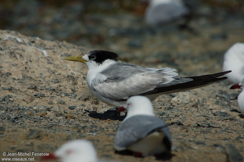 Greater Crested Tern