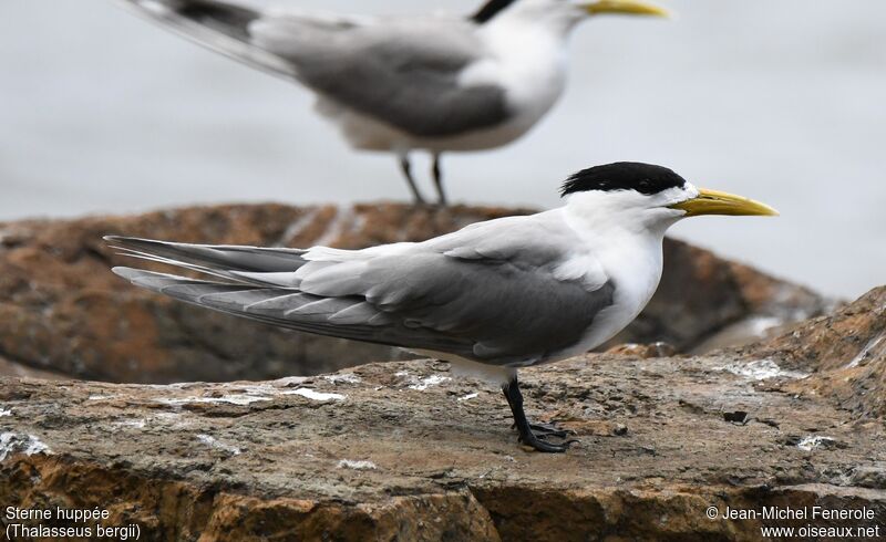 Greater Crested Tern