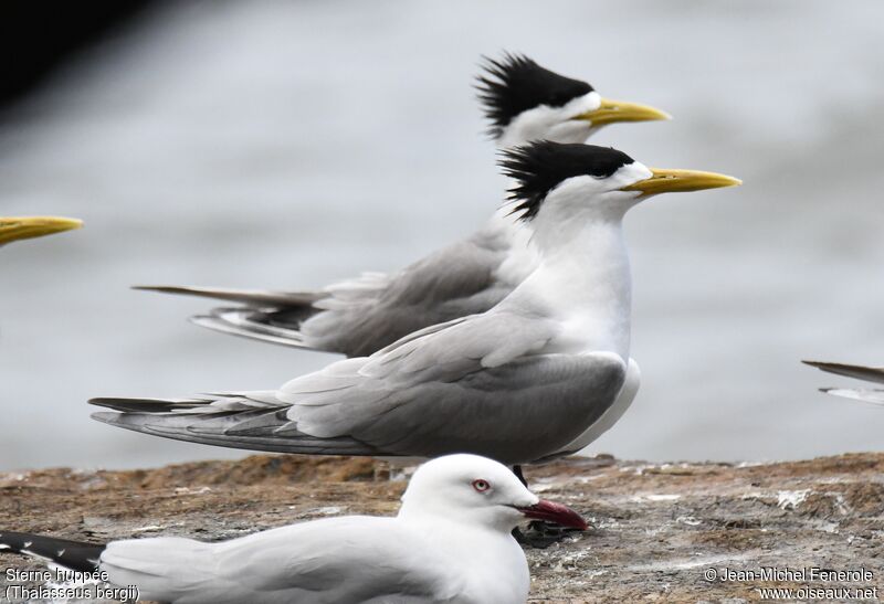 Greater Crested Tern