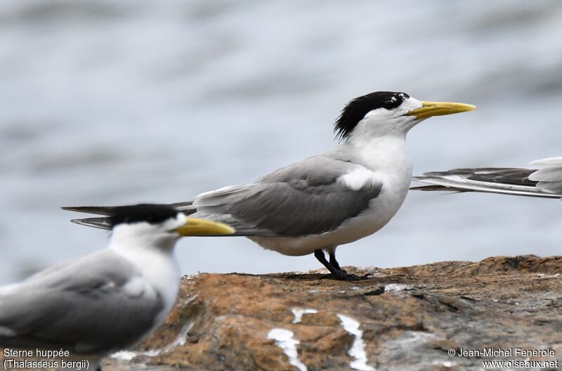 Greater Crested Tern