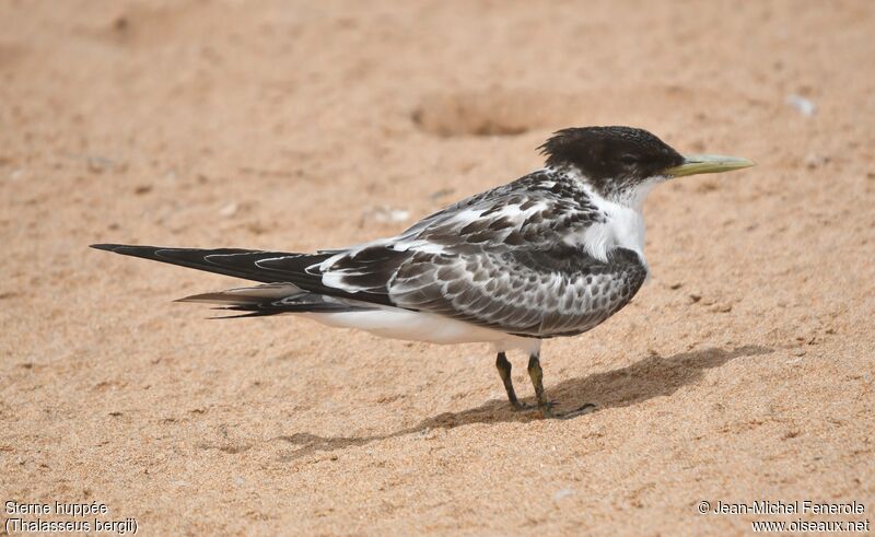 Greater Crested Tern