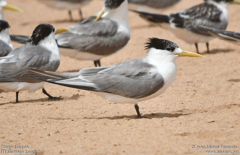 Greater Crested Tern