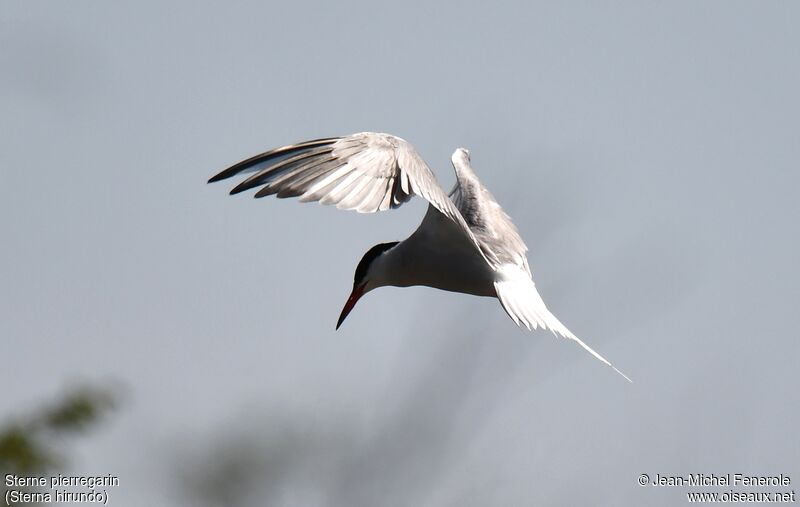 Common Tern