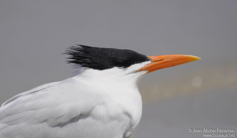 Royal Tern