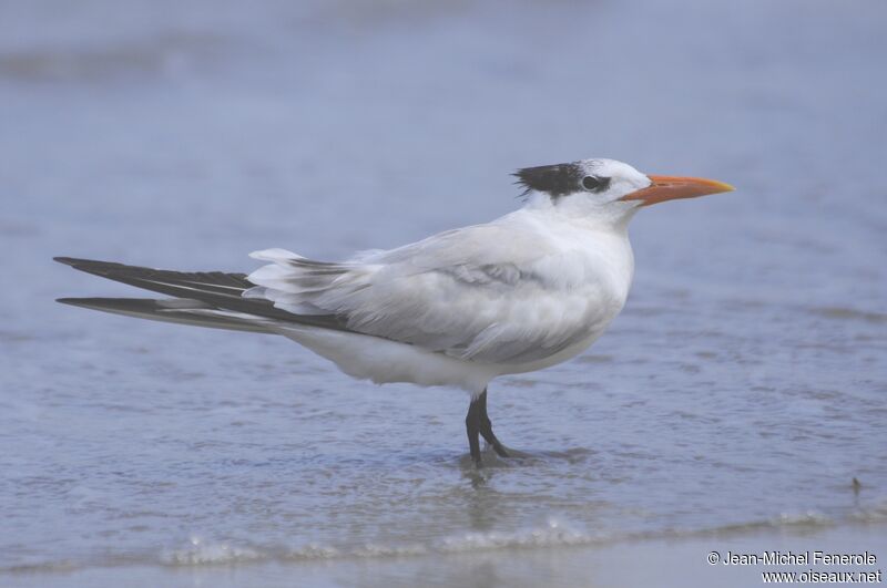 Royal Tern