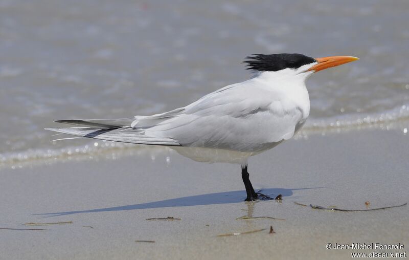 Royal Tern