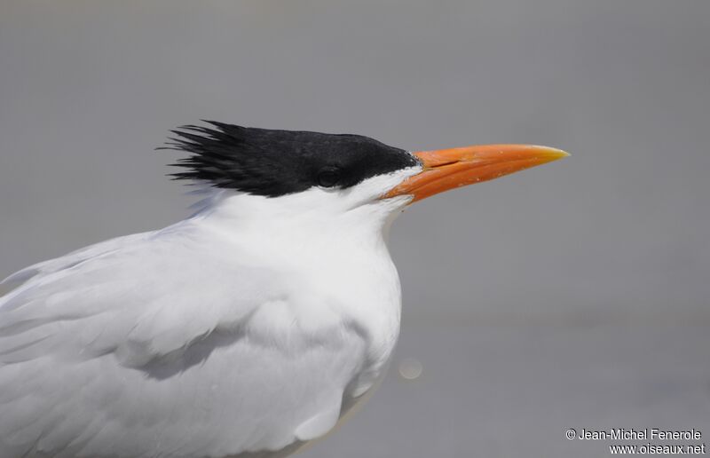 Royal Tern