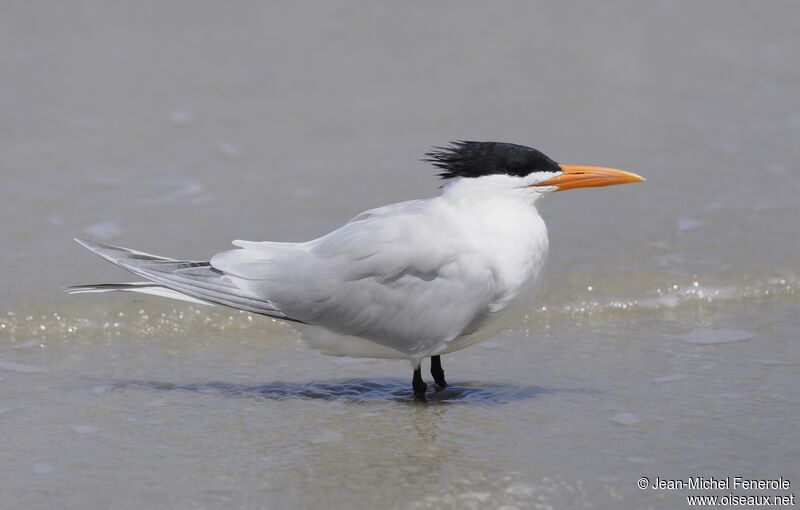 Royal Tern