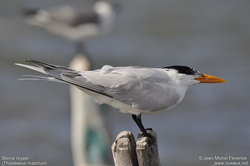 Royal Tern