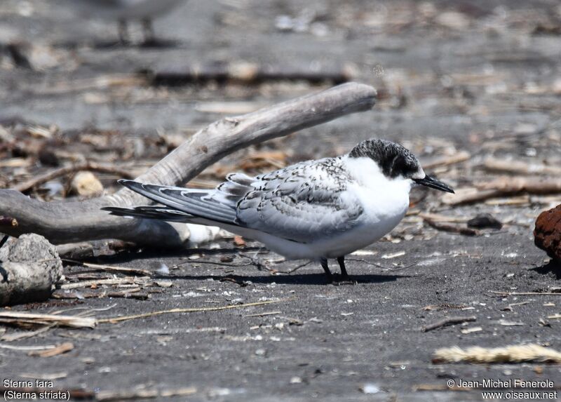 White-fronted Tern