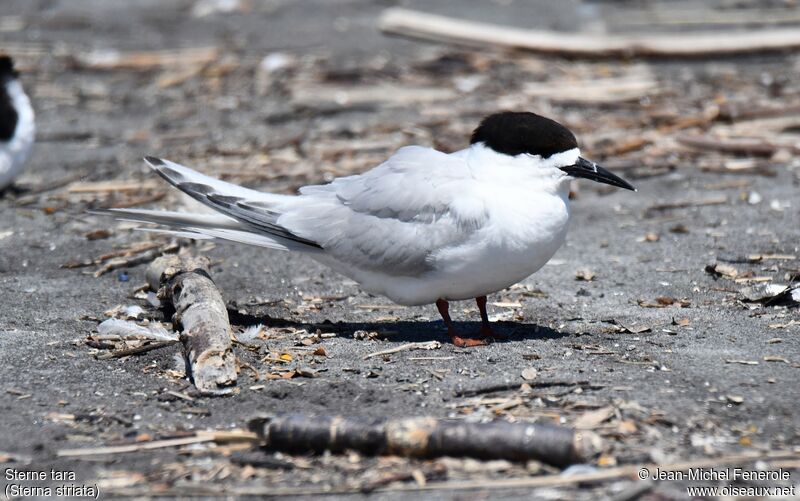 White-fronted Tern