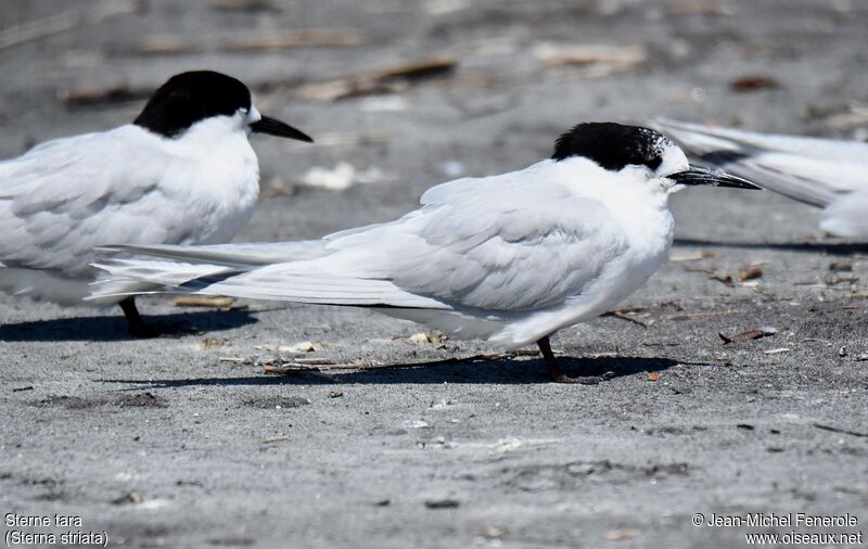 White-fronted Tern