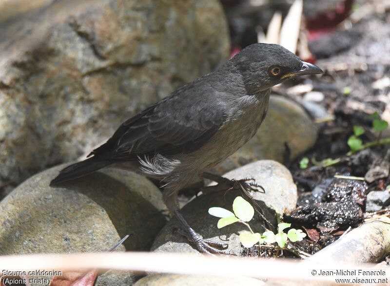 Striated Starlingimmature