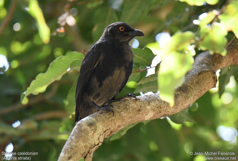 Striated Starling