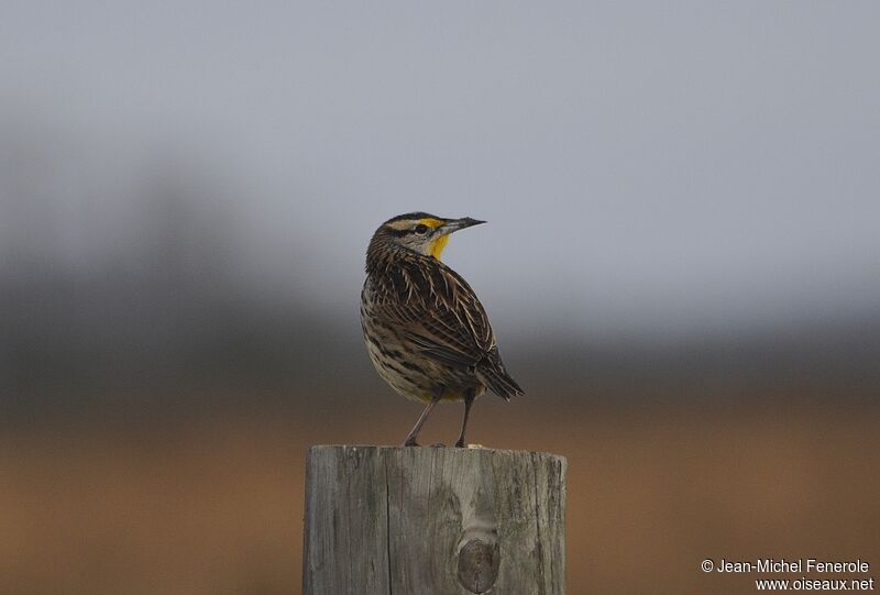 Eastern Meadowlark