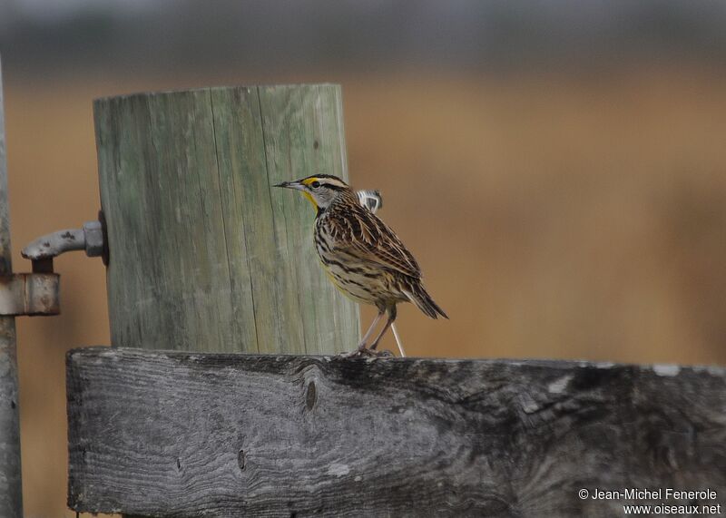 Eastern Meadowlark