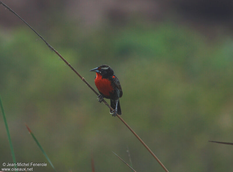 Peruvian Meadowlark male adult