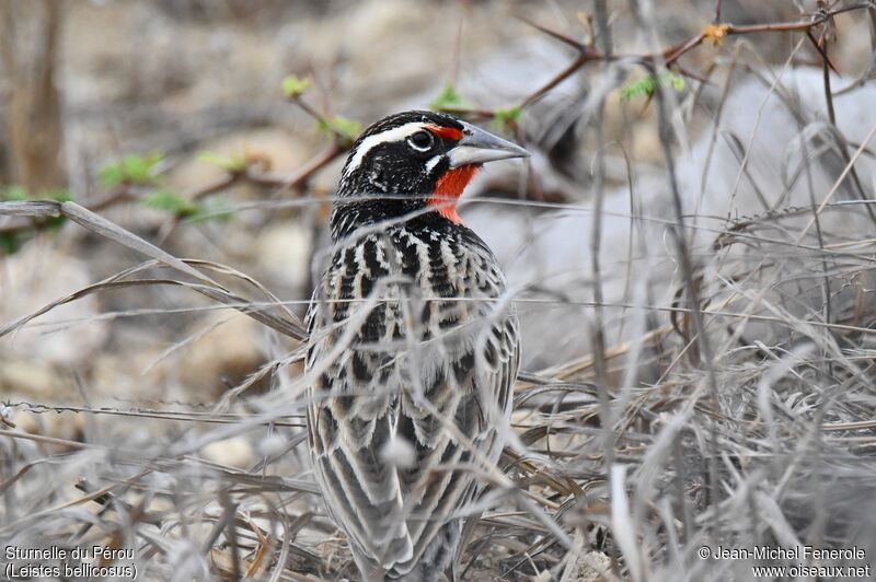 Peruvian Meadowlark