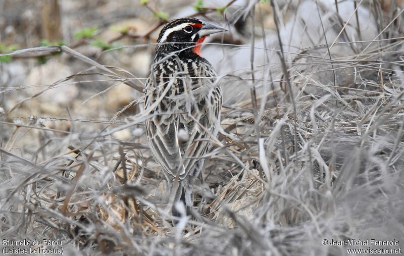 Peruvian Meadowlark