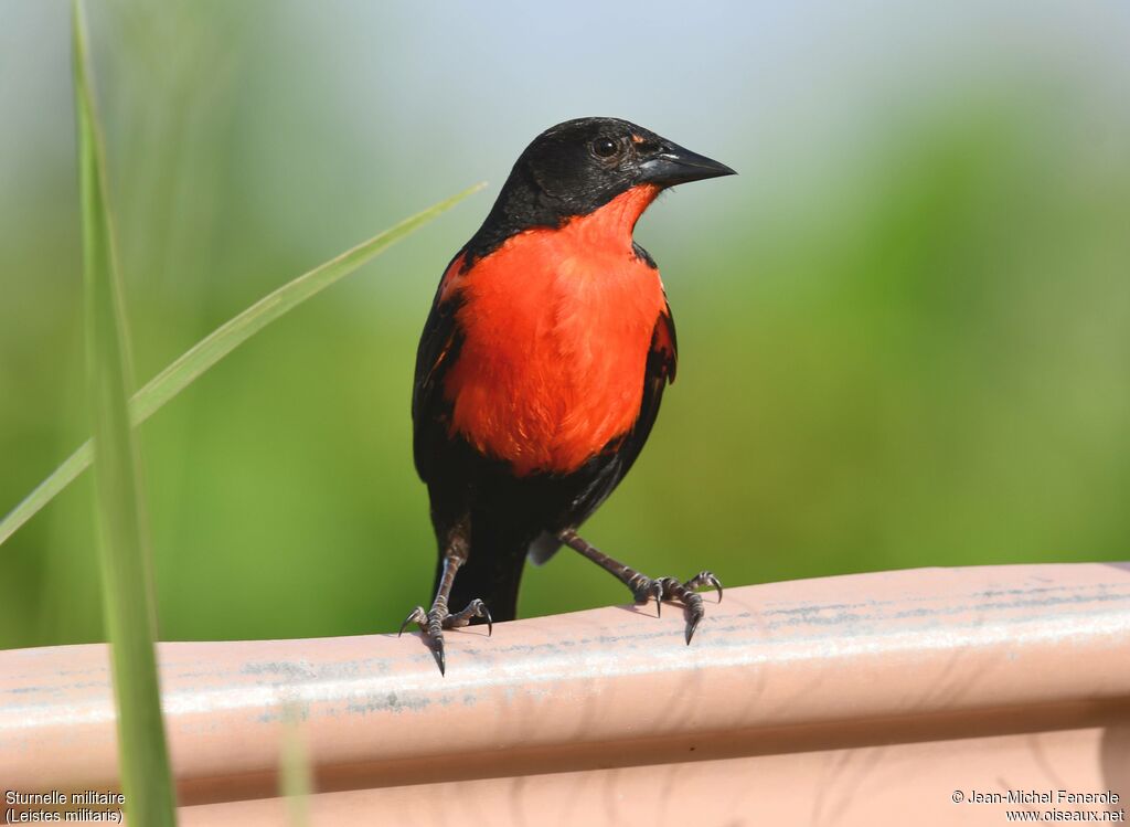 Red-breasted Meadowlark