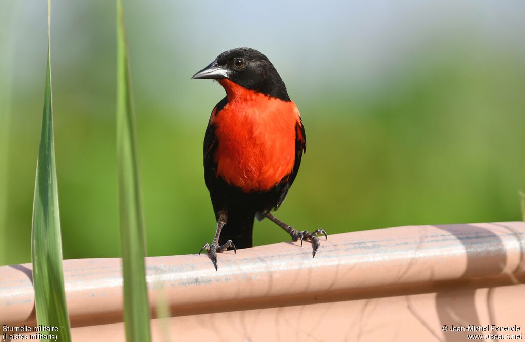 Red-breasted Meadowlark